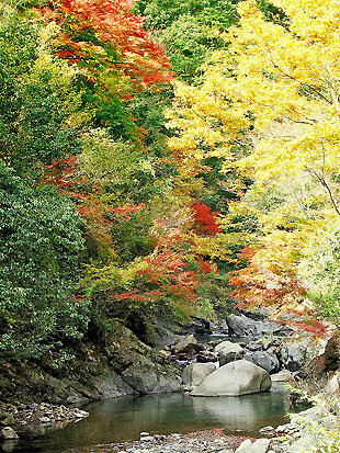 紅葉の木谷峡